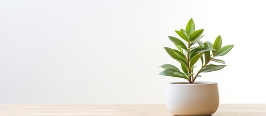 Tiny potted plant on white background