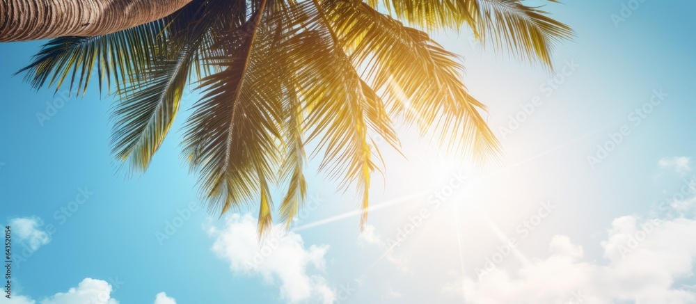 Coconut tree seen from below against a pastel sky with sun flare