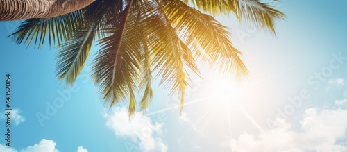Coconut tree seen from below against a pastel sky with sun flare © vxnaghiyev