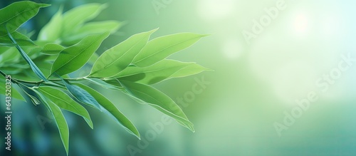 Blurry green leaf backdrop ...