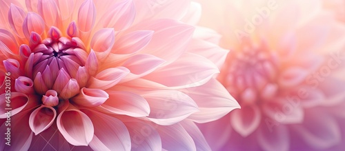 Close up of a pink dahlia a beautiful flower with vibrant petals showcasing a floral pattern in an autumn garden for a romantic layout