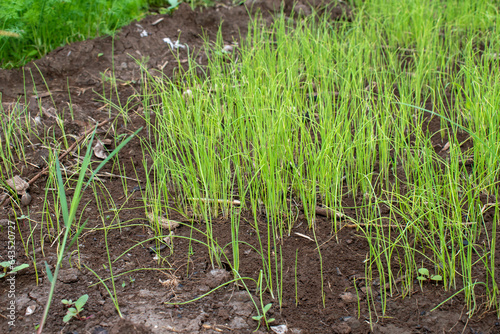 Green onions growing in the garden, spring vegetables