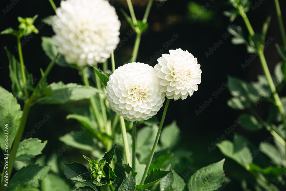 Bright white globular dahlias in bloom in a garden on a blurred dark green background, close up. Bright white globular dahlias in bloom in a garden on a blurred dark green background, close up.
