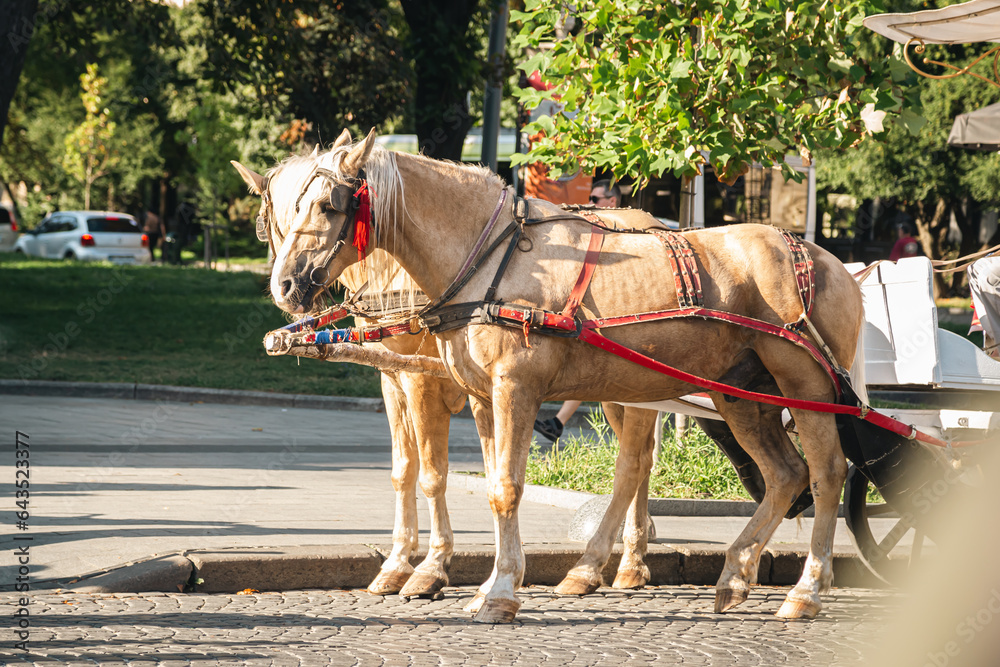 Horse-drawn carriage for a walk around the city for tourists, horses in the city on a sunny day. Horse-drawn carriage for a walk around the city for tourists, horses in the city on a sunny day.