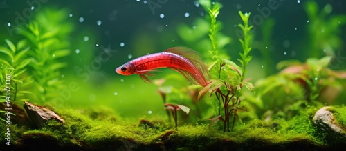 Freshwater tank with cherry...