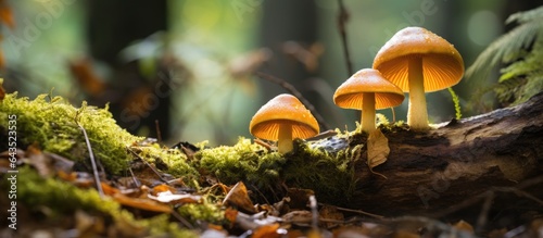 Two mushrooms found in the ...