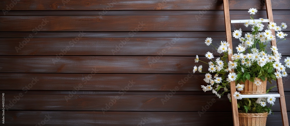 Charming chamomiles and plaid ladder close to wood wall Charming chamomiles and plaid ladder close to wood wall