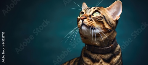 Inquisitive Bengal cat gaze...