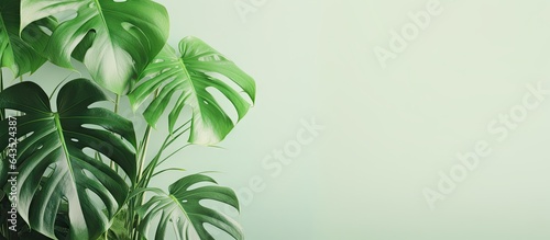 Monstera leaves in a modern interior minimalism concept