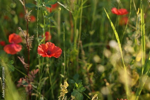 Beautiful red poppy flowers growing among grass outdoors, closeup. Space for text
