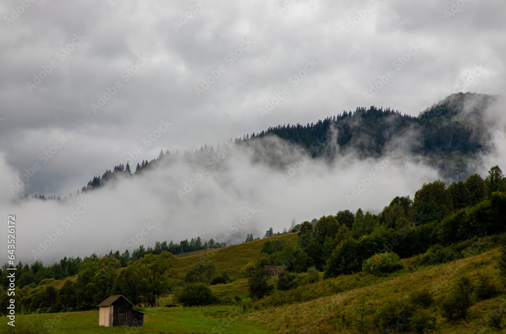 Steam over the forest after the rain