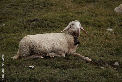 A white sheep lies on a mountain green meadow