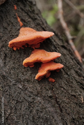 Three red mushrooms on the tree bark, vertical