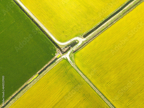 Paesaggio aereo strade tra i campi di riso gialli e verdi visti dall'alto  photo