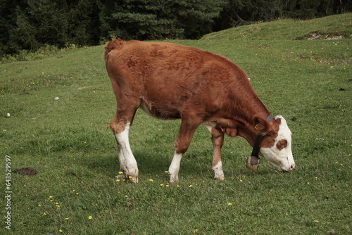 A brown-white cow grazes on a mountain green meadow