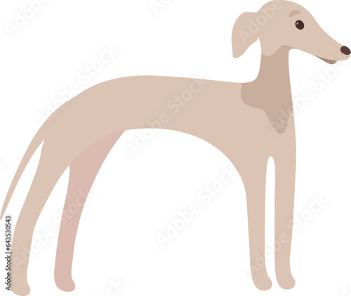 Greyhound Dog Pet