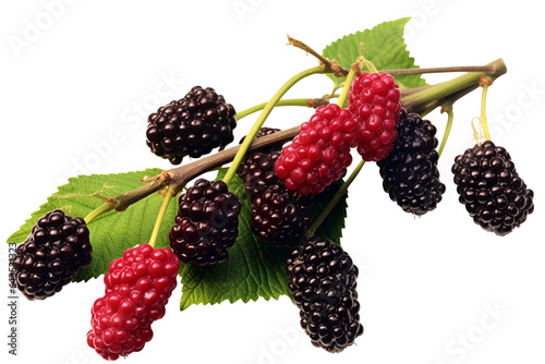Fresh and ripe mulberries with green leaves isolated on transparent Background
