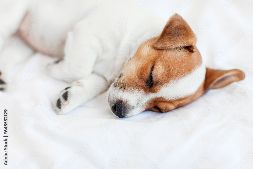 Jack Russell terrier puppy sleeps in bed at home Jack Russell terrier puppy sleeps in bed at home