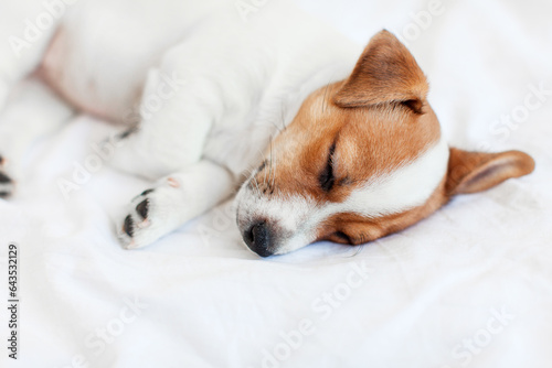 Jack Russell terrier puppy sleeps in bed at home