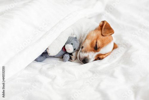 Cute pupppy dog sleeping in bed with fluffy toy