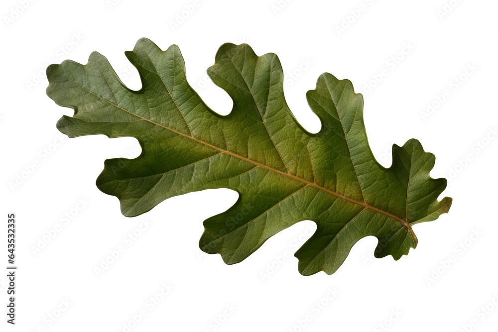 Fototapeta premium Oak leaf isolated on a transparent background