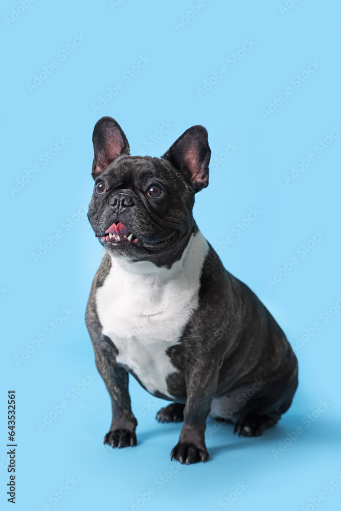 Adorable French Bulldog on light blue background. Lovely pet