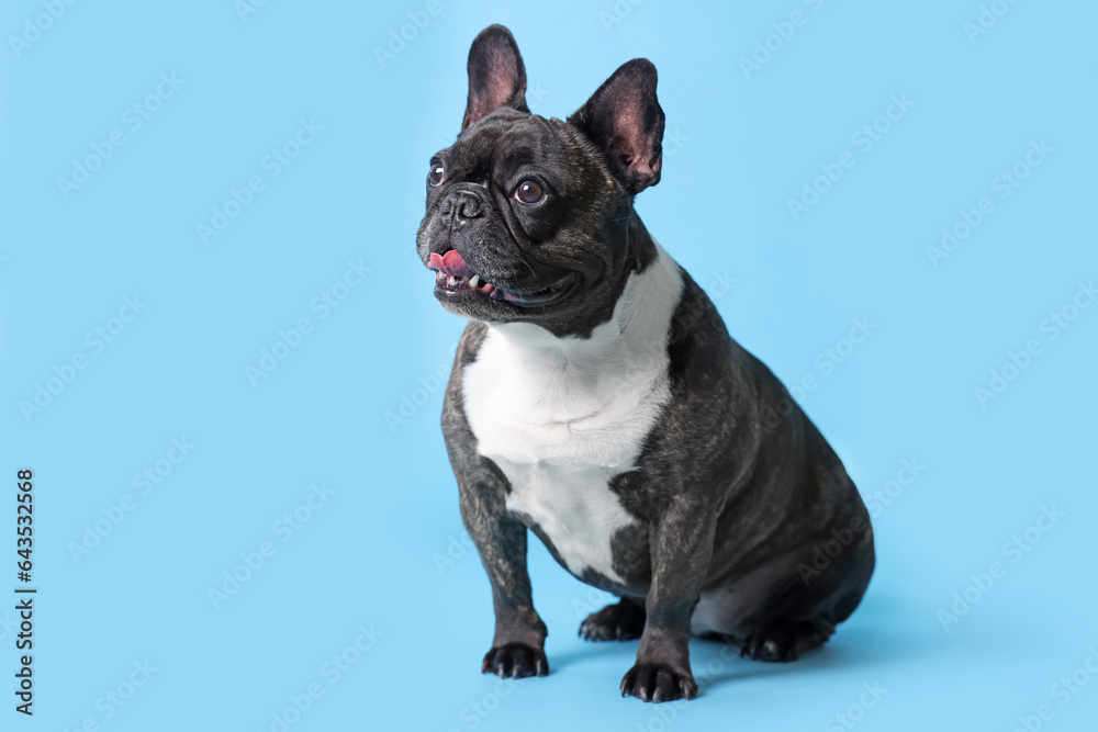 Adorable French Bulldog on light blue background. Lovely pet Adorable French Bulldog on light blue background. Lovely pet