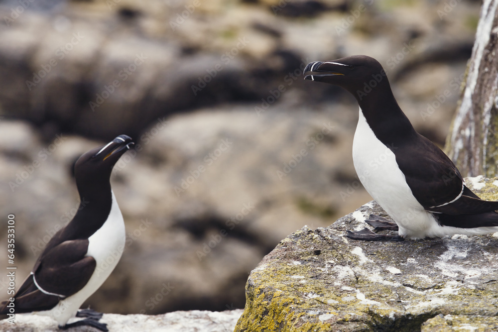 Naklejka premium Mirror Souls: A Razorbills Encounter