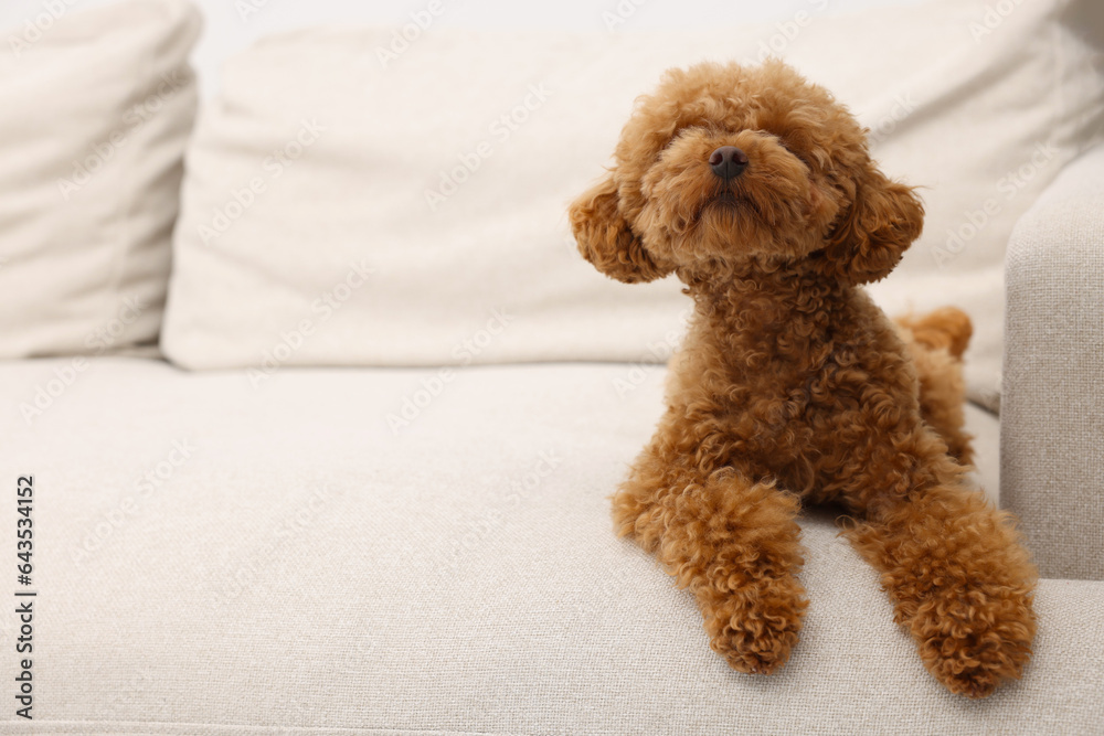 Cute Maltipoo dog resting on comfortable sofa, space for text. Lovely pet