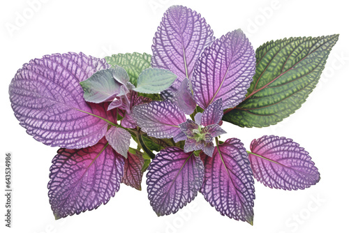 Silver spurflower leaves isolated on transparent background - Plectranthus argentatus PNG photo
