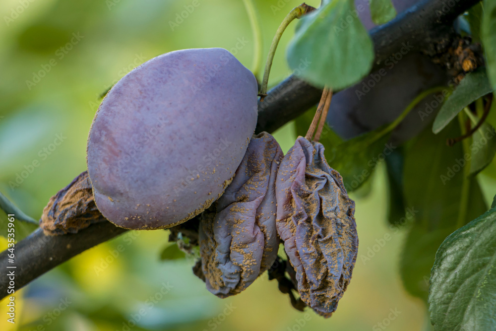 Plum fruits with fungal disease monilia cinerea. Plums rot on the