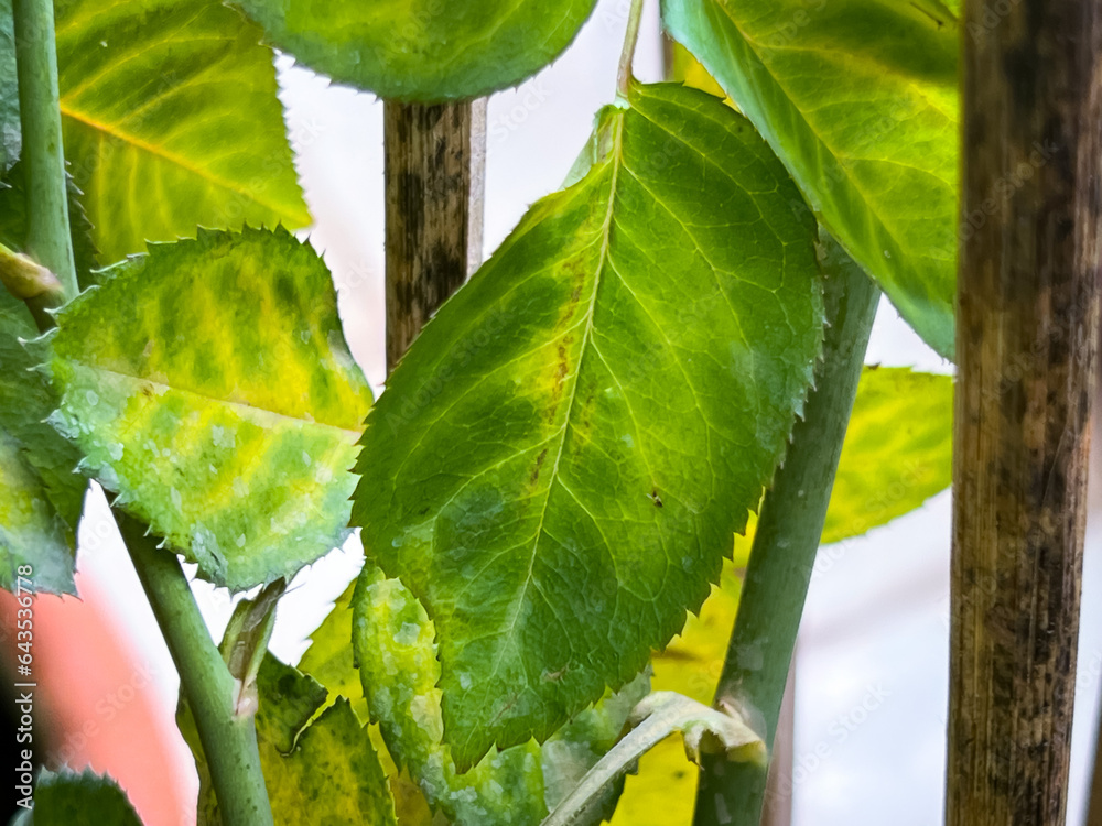 Rose leaf problem form anthracnose leaf spot,unhealthy plant fungal