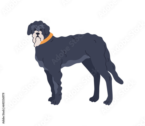 Tall dog. Cute big high hound, Irish Wolfhound, Greyhound breed. Canine anima...