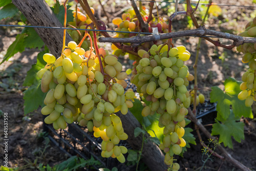 White grape on the vine on vineyard in sunny morning