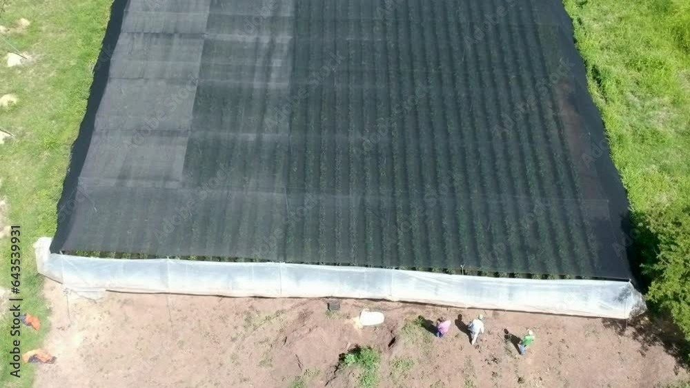 Dolly shot over a nursery for young plants of cocoa, following some workers Dolly shot over a nursery for young plants of cocoa, following some workers