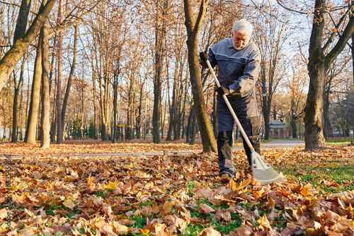 Municipal male worker in age using fan rake to gather fallen leaves in autumn. Low angle view of gray haired man in workwear raking leaves, cleaning park alleys at sunny day. Concept of seasonal work.