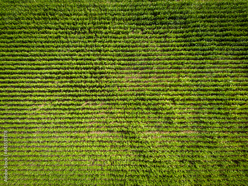 Slika na platnu Top down view of soon to be harvested corn on the cob crops seen in rows in a farm in East Anglia, UK