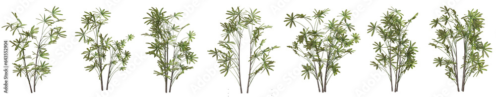 Set of Rhapis excelsa plant or Lady palm with isolated on transparent background. PNG file, 3D rendering illustration, Clip art and cut out