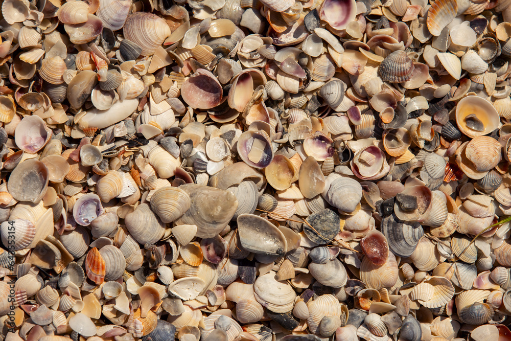 texture of seashells on the seashore top view texture of seashells on the seashore top view