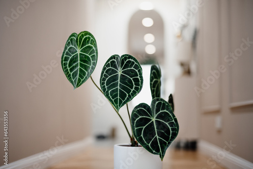 Anthurium clarinervium in white flower pot. Exotic houseplant with dark green leaves and white veins. Heart-shaped leaves of anthurium