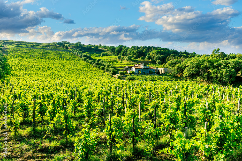 Naklejka premium amazing green vinery landscape with grape farm , the grapevine with young summer rows of grape under beautiful cloudy sky
