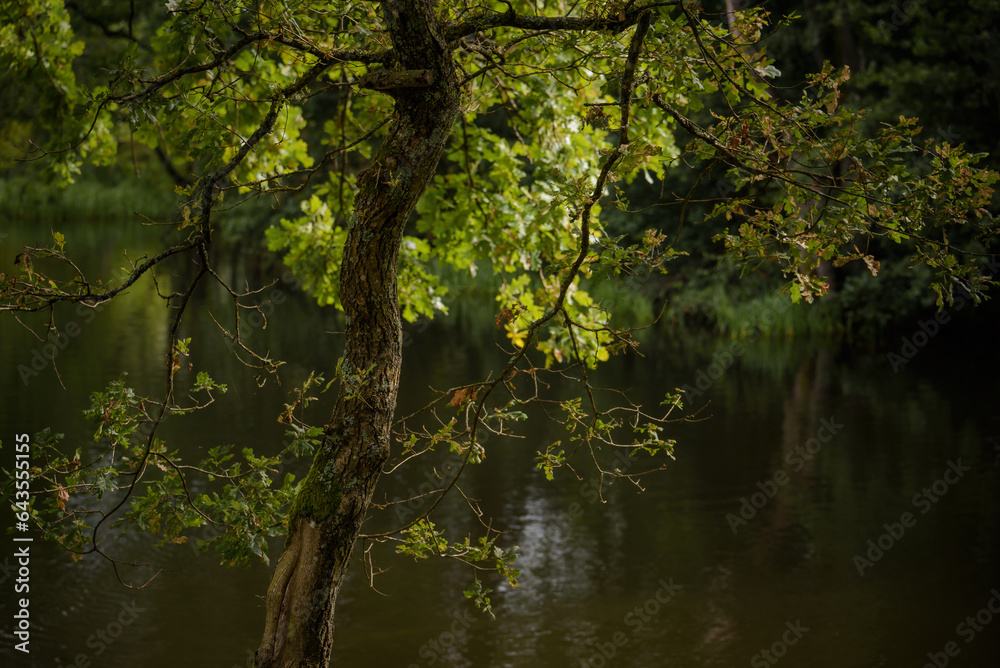 NATURAL ENVIRONMENT - A young oak tree by the lake