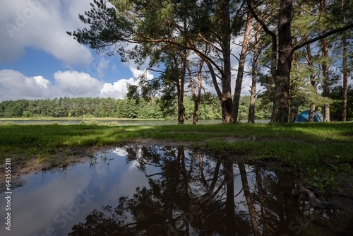 PINE FOREST - Coniferous trees growing on the shore of the lake photo