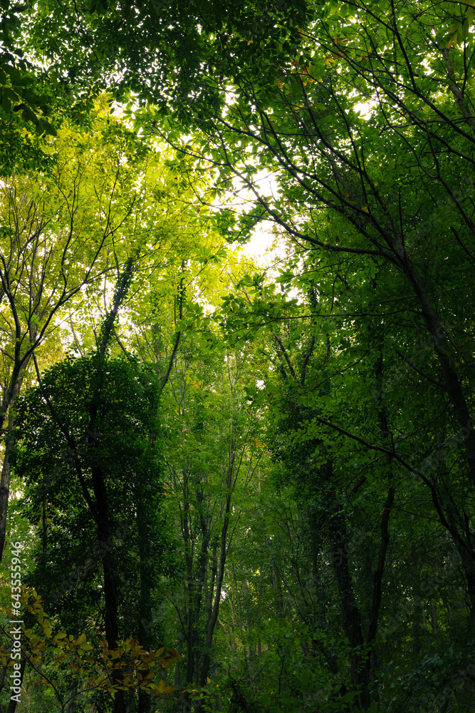 Lush forest view. Carbon net zero concept vertical photo Lush forest view. Carbon net zero concept vertical photo