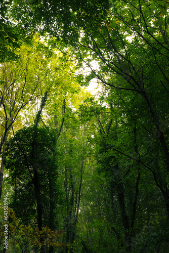 Fototapeta Naklejka Na Ścianę i Meble -  Lush forest view. Carbon net zero concept vertical photo