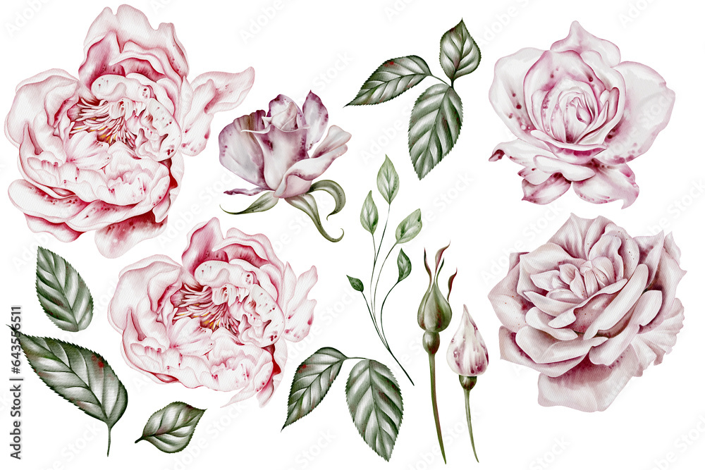 Watercolor set with roses and peony flowers, leaves.
