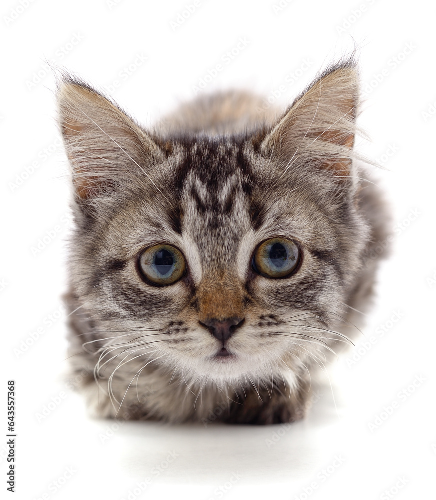 Obraz premium One little kitten.