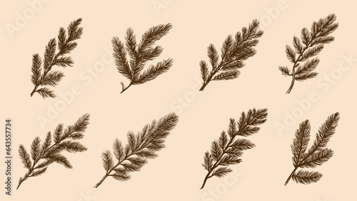 Fir branches tree collection. Pine branch, christmas time decorations. Doodle nature forest elements, vector graphic clipart