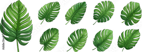 Green palm monstera leaves. Isolated leaf exotic, tropical palms foliage elements. Nature graphic, botanical organic cartoon vector collection