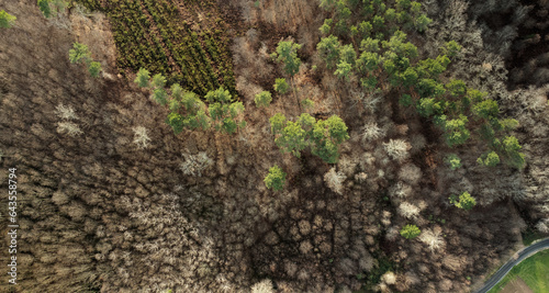 Aerial view of a forest of the Dordogne valley 